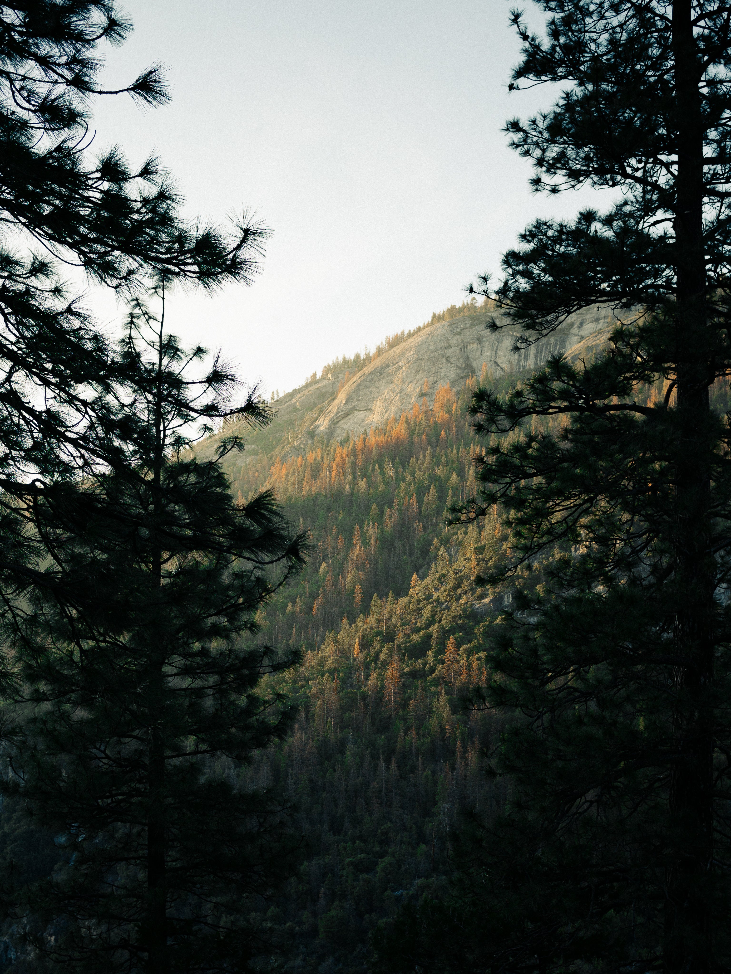 files/autumn-trees-hillside.jpg