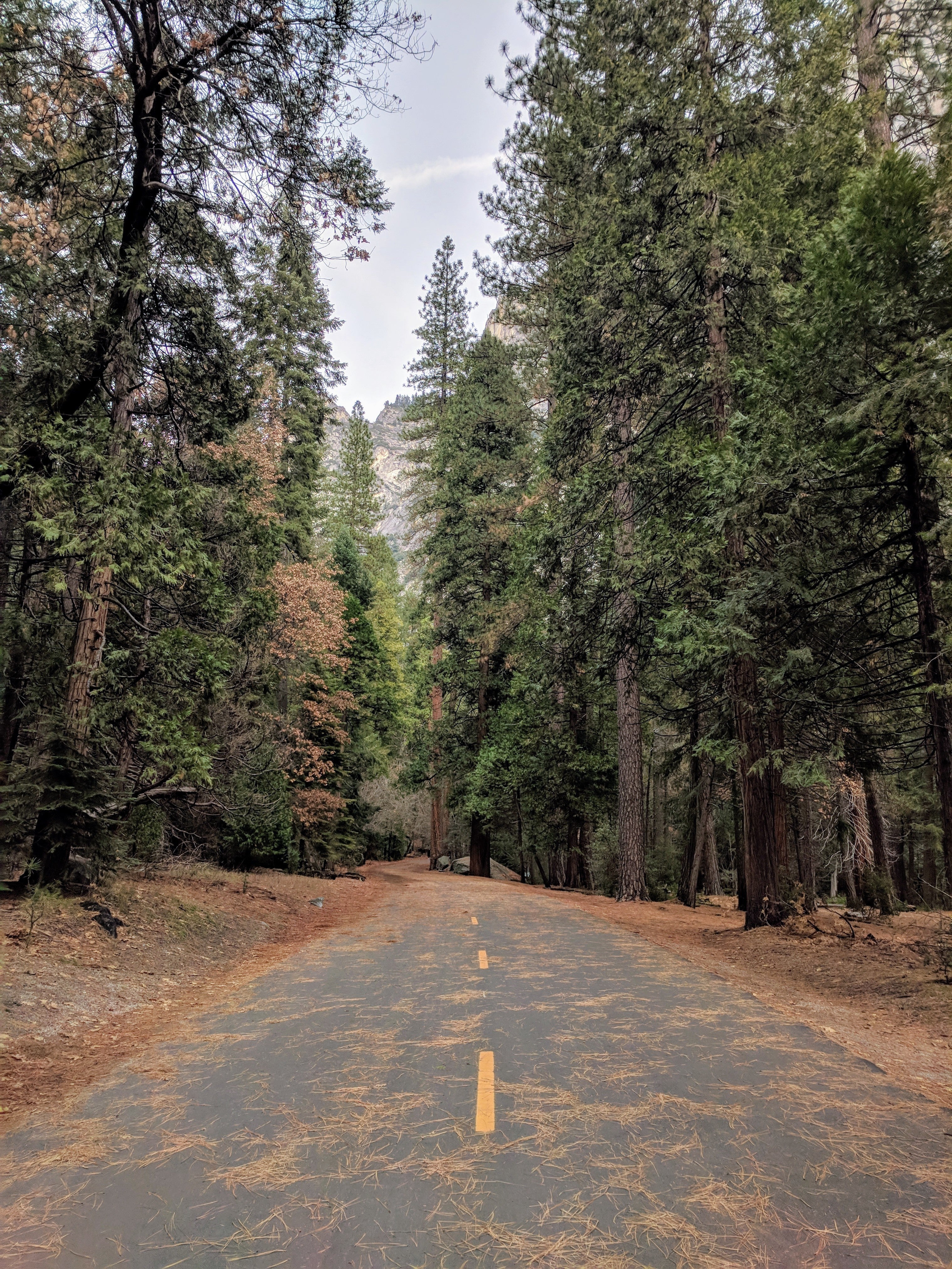 files/pine-forest-and-road.jpg